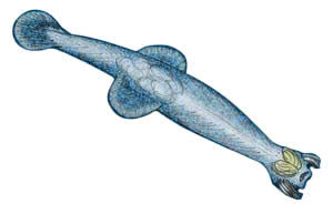 File:Protosagitta spinosa.jpg
