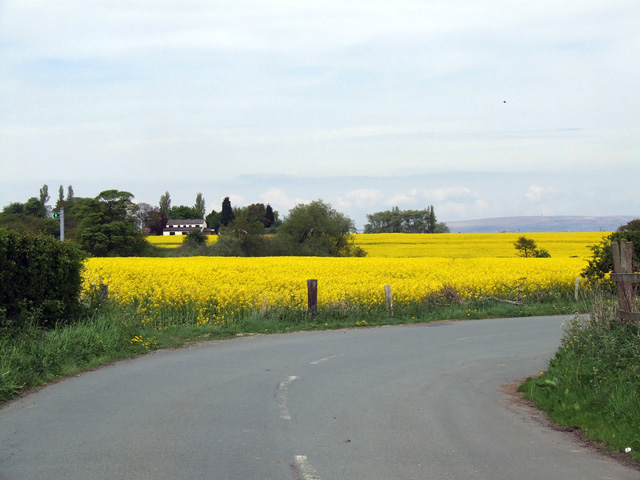 File:Winwick - Oilseed Rape Field.jpg