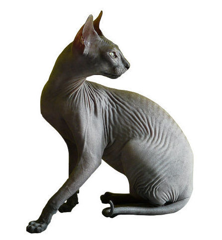 File:Donskoy.jpg