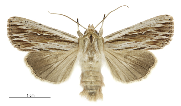File:Persectania aversa male.jpg