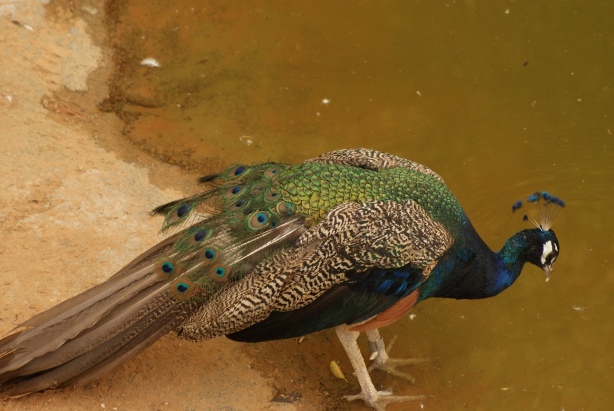 File:Al Ain Zoo Peacock.JPG