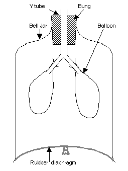 File:Bell jar lungs.png