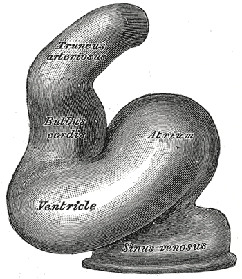 File:Gray462.png