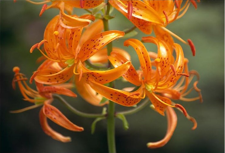 File:Lilium distichum.jpg