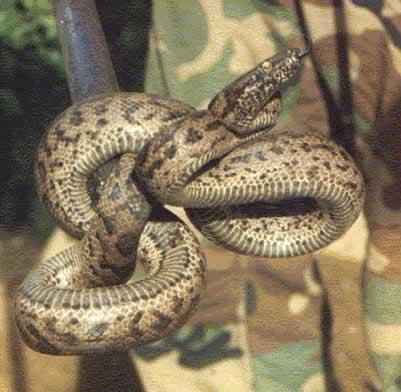 File:Puerto Rican Boa.JPG