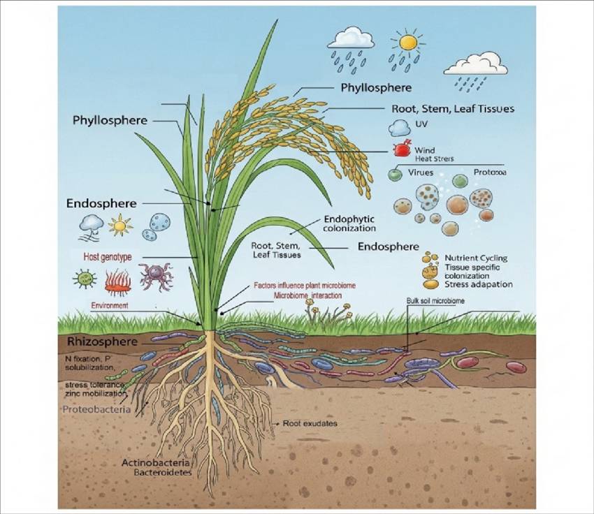 File:Rice microbiome interactions.png