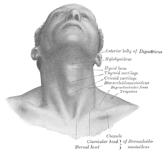 File:Structure of Adam's apple.png