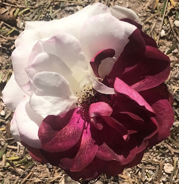 File:TwoColoredRoseChimera.jpg