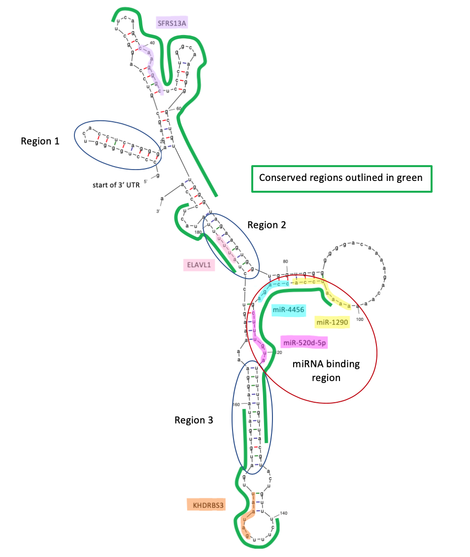 File:3' UTR of TMEM39B transcript variant 1.png