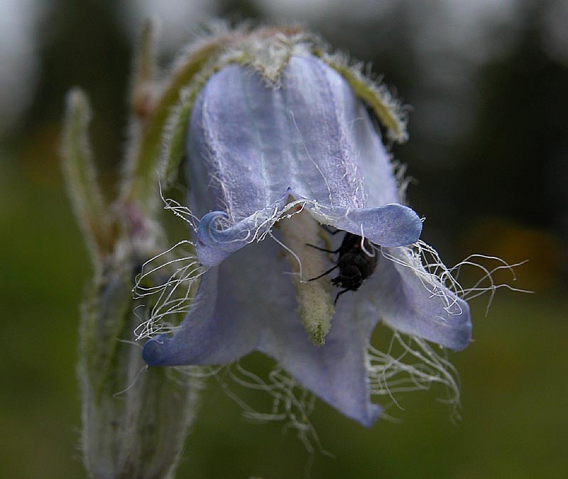 File:Campanula-barbata-150704-800.jpg