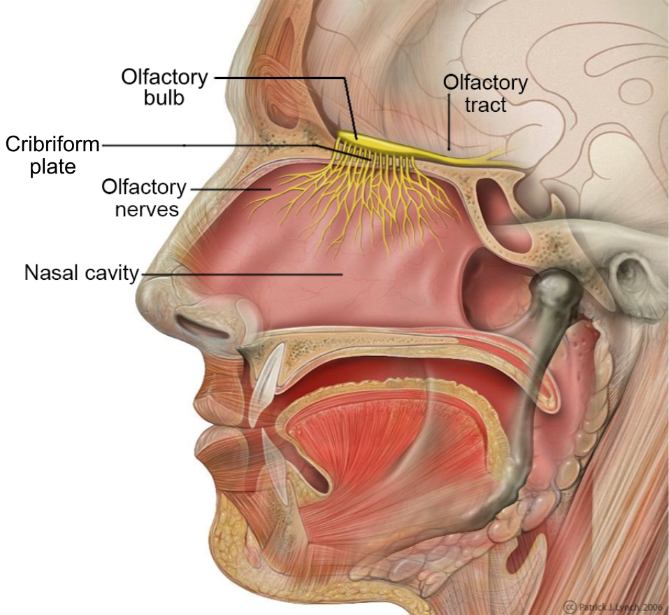 File:Head Olfactory Nerve Labeled.png
