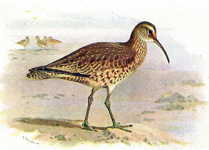 File:Numenius borealis.jpg