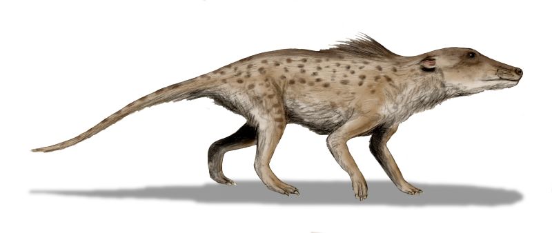 File:Pakicetus BW.jpg