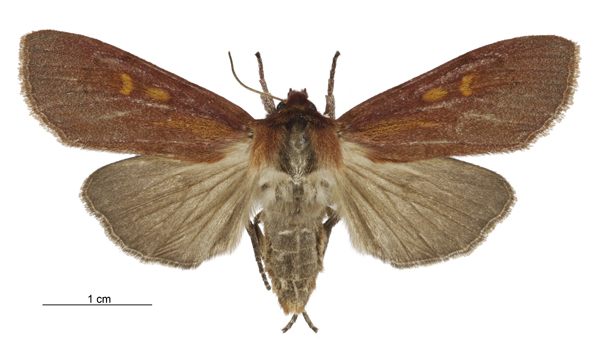 File:Tmetolophota purdii female.jpg