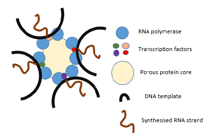 File:Basic diagram of a transcription factory during transcription.png