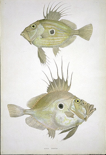 File:MacGillivray, William John Dory.jpg