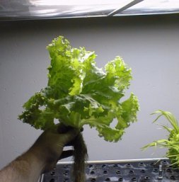 File:NASA-Aeroponics International-lettuce-day30.jpg