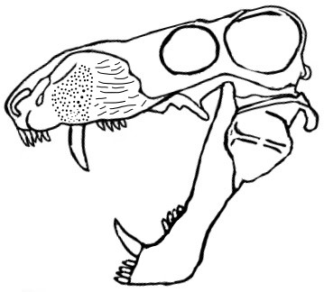 File:Suchogorgon.jpg