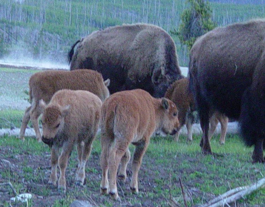 File:Baby Bison in Yellowstone.JPG