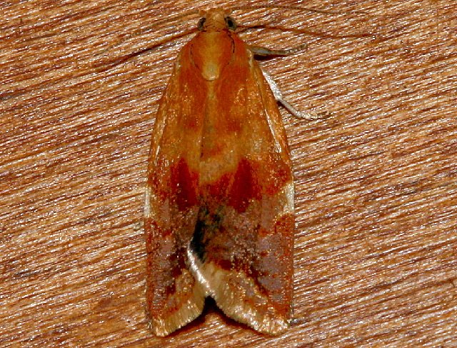 File:Clepsis persicana 02.jpg