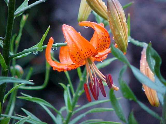 File:Lilium davidii 5.jpg