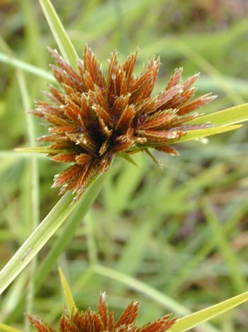 File:Pycreus.jpg