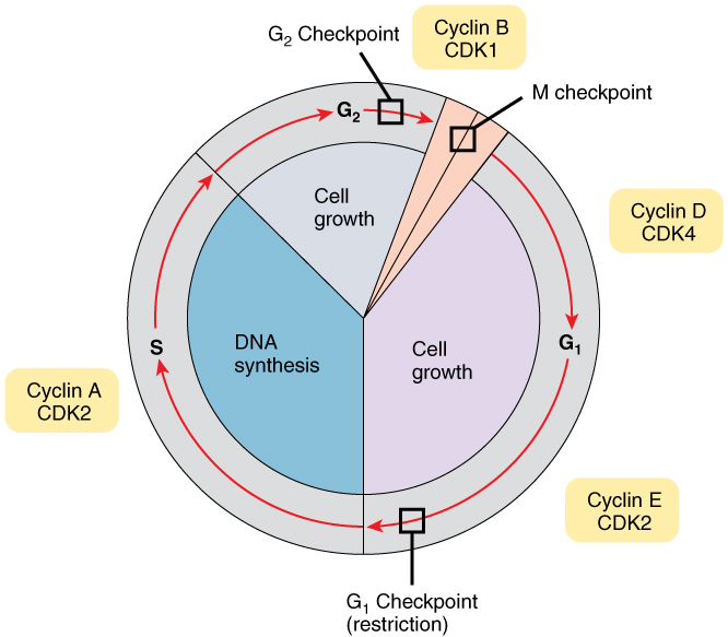 File:0332 Cell Cycle With Cyclins and Checkpoints.jpg