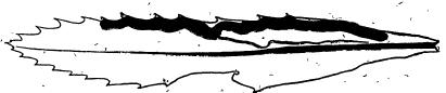 File:Acrocercops panacivagans mine.JPG