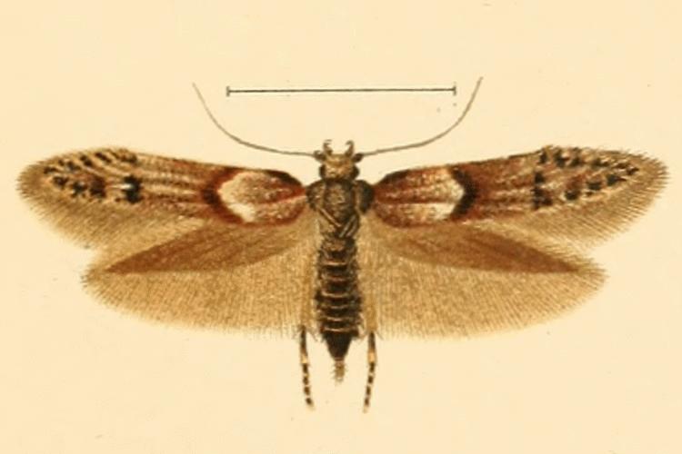 File:Blastobasis rubiginosella.JPG