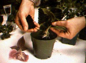 File:GTI-Aeroponic-propagation-1983.jpg