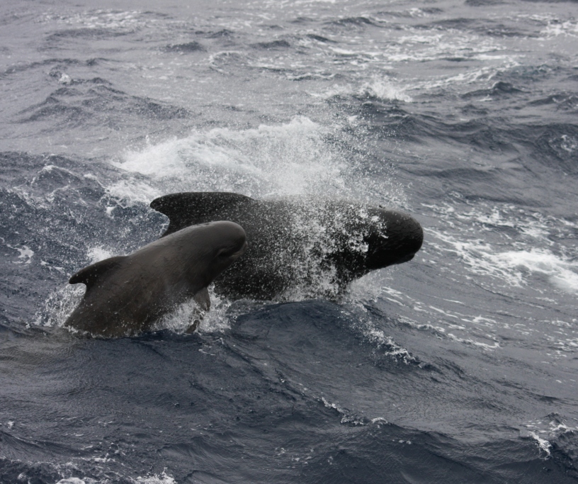 File:LF Pilot Whale Goban Spur.jpg