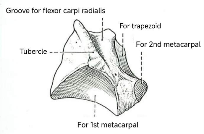 File:AnteriorAspectOfRightTrapeziumBone.jpg