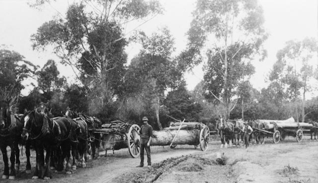 File:Carlingford-Epping NSW-Timber drawing c.1910.jpg
