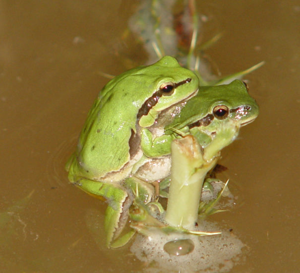 File:Hyla savignyi02.jpg
