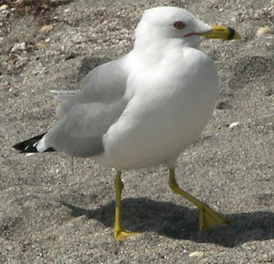 File:Ring Billed Gull.jpg
