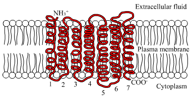 File:7TM receptor.png