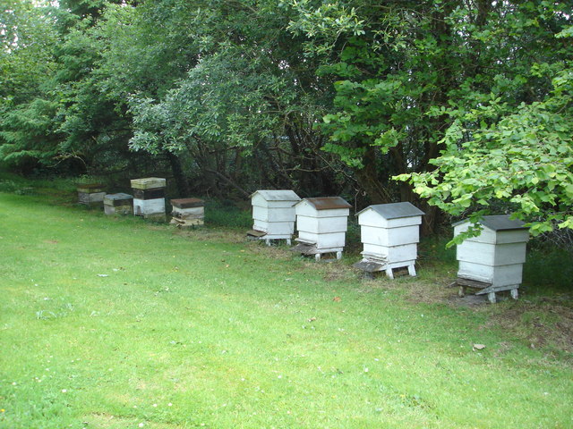 File:Apiary at the edge of the wood - geograph.org.uk - 870950.jpg