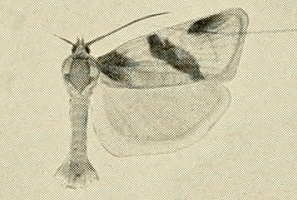 File:Clepsis praeclarana.jpg
