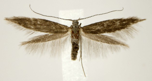 File:Coleophora affiliatella DNA-ATBI-3234.jpg