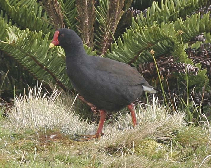 File:Gallinula comeri Beintema.jpg
