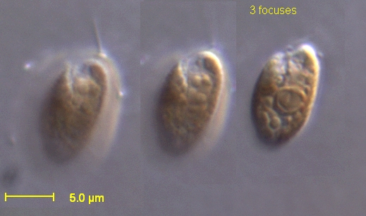 File:Rhodomonas salina CCMP 322.jpg