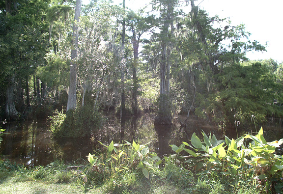 File:Big cypress.jpg