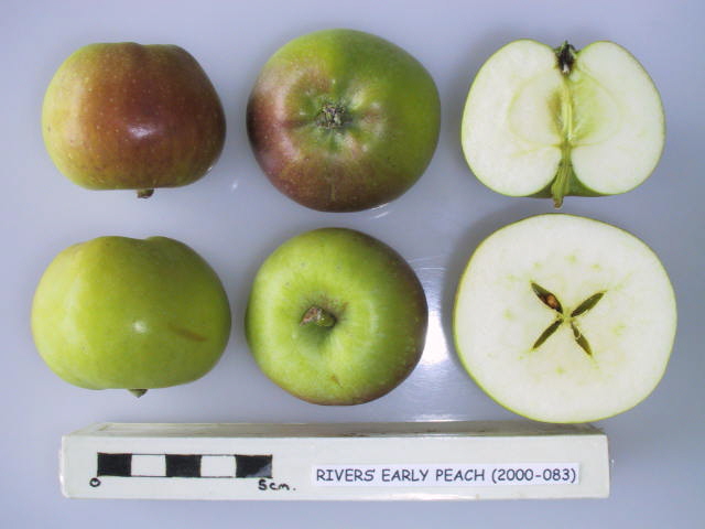 File:Cross section of Rivers' Early Peach, National Fruit Collection (acc. 2000-083).jpg