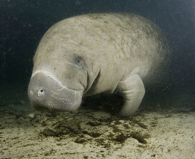 File:Manatee Florida.jpg