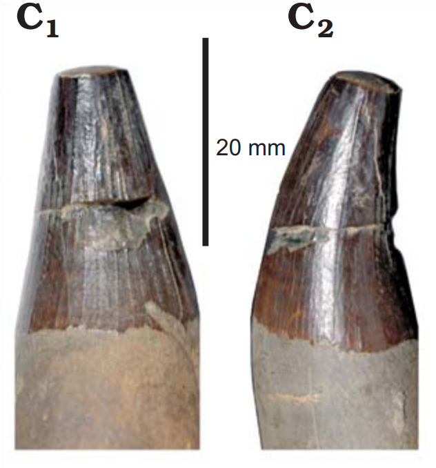 File:Pliosaurus andrewsi tooth.png