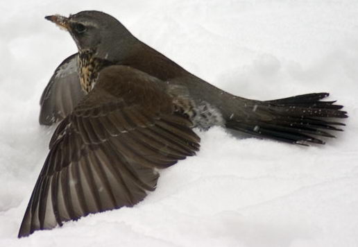 File:Turdus pilaris.jpg
