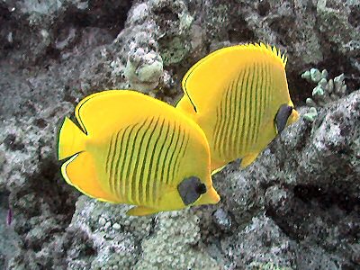 File:Chaetodon semilarvatus by Konstanze Löwe.JPG