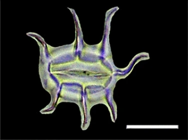 File:Phytolith 1.png