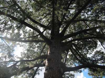 File:CanaryIslandPine02MelbourneBotanicGardens.jpg