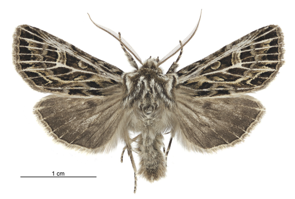 File:Graphania disjungens male.jpg